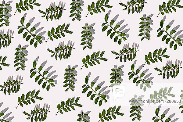 Green leaves on white background  illustration