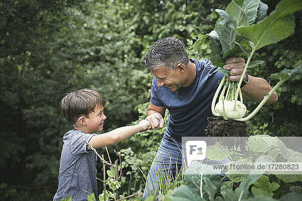Lächelnder Mann hält Kohlrabi und gibt seinem Sohn im Garten einen Faustschlag