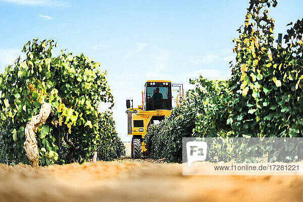 Mechanical grape harvester working in vineyard