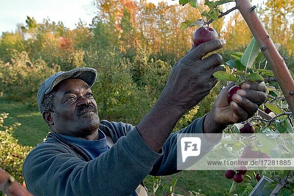 Jamaican  migrant  farm workers  picks  apples  at Allenholm Farms  in South Hero  Vermont  USA  North America