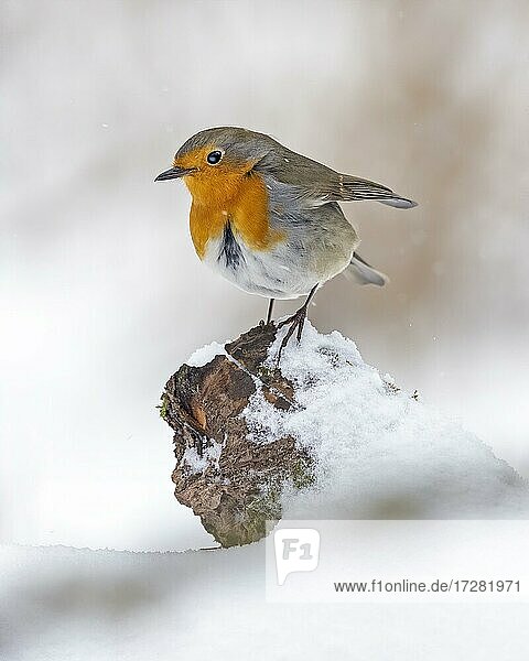 European robin (Erithacus rubecula) in winter in the snow  Middle Elbe Biosphere Reserve  Saxony-Anhalt  Germany  Europe
