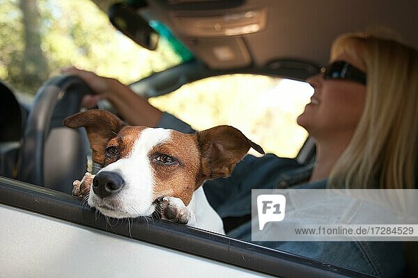 Jack Russell Terrier Hund genießt eine Autofahrt