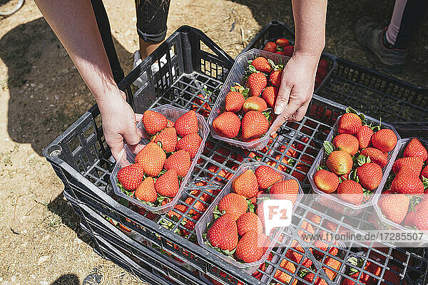 Landwirt mit Erdbeerkartons auf dem Bauernhof