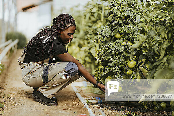 Female farmer checking tomatoes while crouching near crops at organic farm