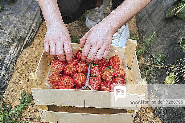 Bäuerin sortiert Erdbeeren in Kiste