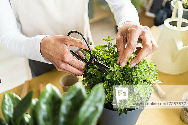 Blumenhändlerin  die mit einer Schere Pflanzen schneidet  während sie im Geschäft arbeitet