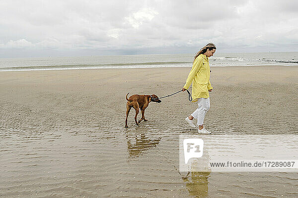 Mittlere erwachsene Frau geht mit Hund am Strand spazieren
