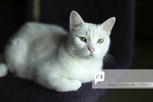 Weiße Katze auf Stuhl liegend zu Hause