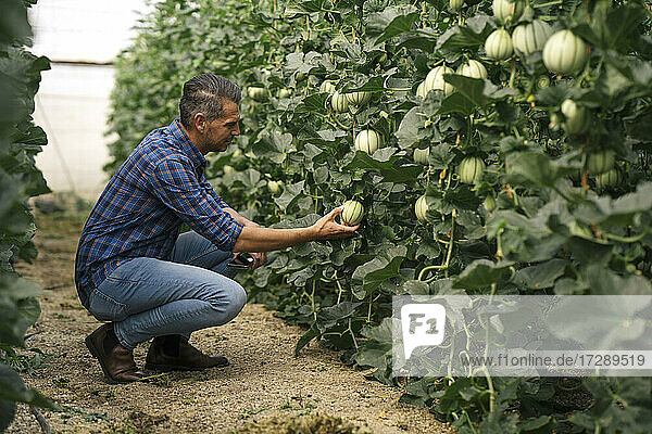 Älterer Landwirt kontrolliert Melone im Gewächshaus