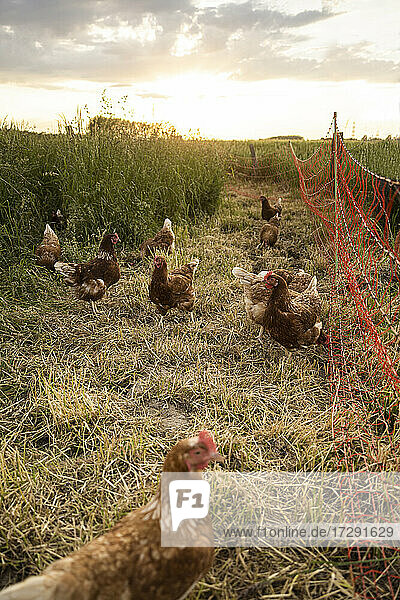 Hühner bei der Futtersuche am Rande einer Wiese bei Sonnenuntergang