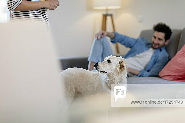 Niedlicher weißer Hund schaut seinen Besitzer im Wohnzimmer an