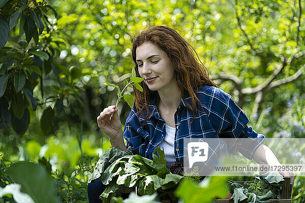 Junge Frau riecht an frischen Minzblättern im Garten