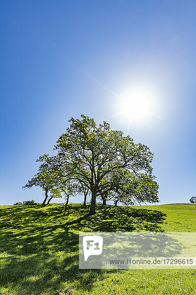 USA  Kalifornien  Walnut Creek  Sonne scheint über kalifornischen Eichen auf grüner Wiese im Frühling