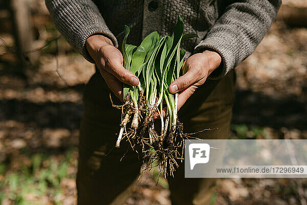Close up of man's hands holding his freshly foraged wild ramps