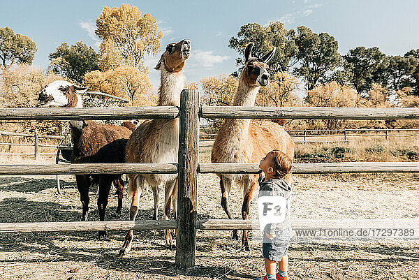 Kleinkind betrachtet Lamas an einem sonnigen Tag
