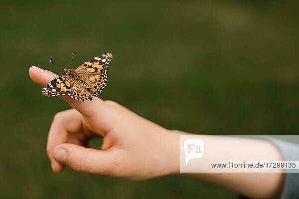 Ein Monarchfalter auf der Hand eines Kindes  bereit  im Sommer zu fliegen