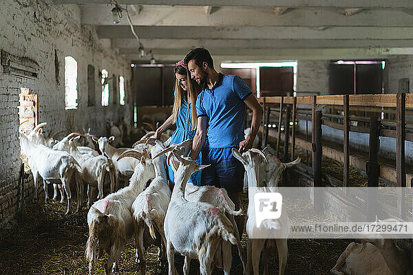 Ehepaar beim Füttern von Ziegen auf dem Bauernhof  Blick auf viele Ziegenköpfe  Landwirtschaft  ökologisch