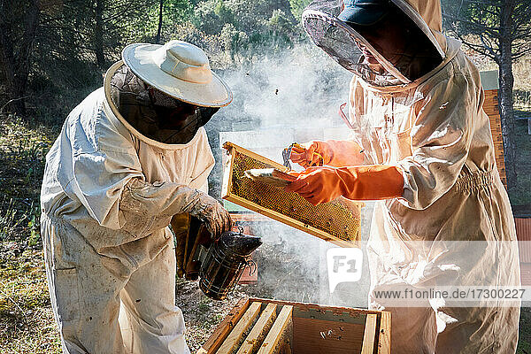 Der Imker arbeitet mit Ihren Bienen  um süßen Honig zu gewinnen