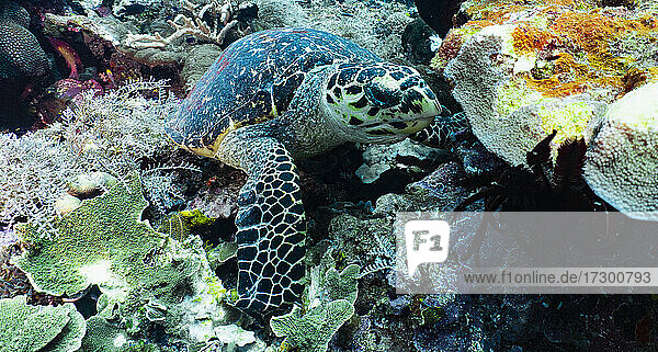 Echte Karettschildkröte frisst Korallen am Meeresboden in Raja Ampat