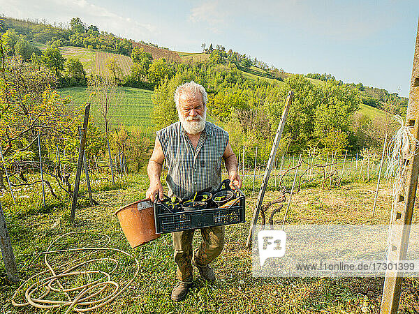 Ein älterer Landwirt hält Zucchinisprossen für die Verpflanzung