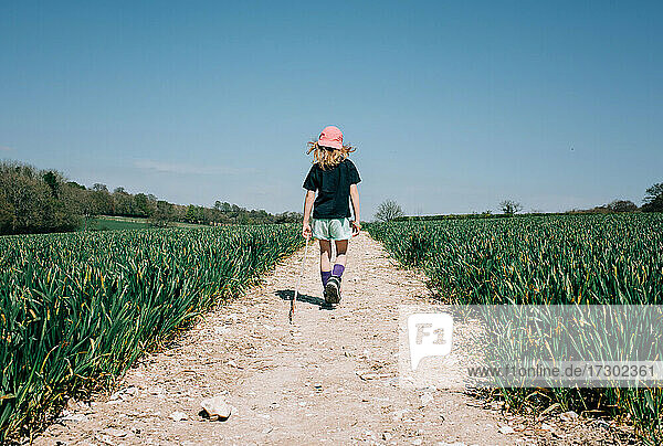 wildes Mädchen  das mit einem Stock zwischen zwei Grasfeldern in England spazieren geht