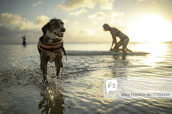 Dog smiling while his owner paddleboards behind him at sunset