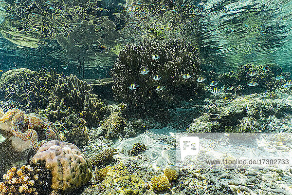Unterwasserlandschaft und Weichkorallen in Raja Ampat / Indonesien