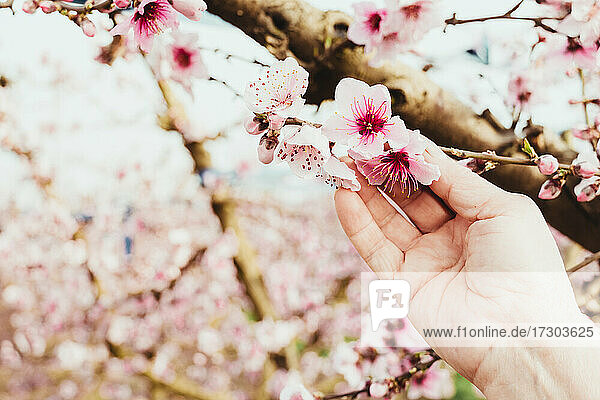 Die Hand einer älteren Frau berührt die hübschen rosa Blüten von Obstbäumen im Frühling.