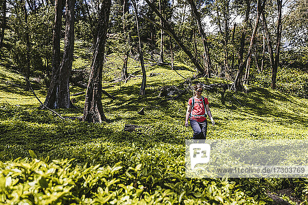 woman hikes through lush green foliage in Pololu Valley  Hawaii