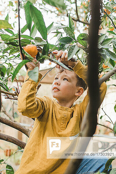 ein Junge schneidet eine reife Mandarine und erntet sie