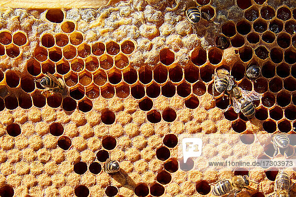 Bienen arbeiten in Ihrer Wabe  um süßen Honig zu gewinnen