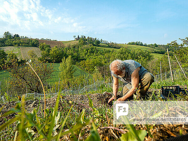 Fitte ältere Landwirte beim Vorbereiten und Harken des Bodens für Bio-Zucchini