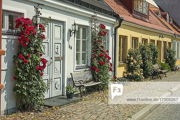 Alte Häuser mit Rosen an einer kleinen Straße in der Kleinstadt Ystad  Schonen  Skandinavien  Schweden  Europa