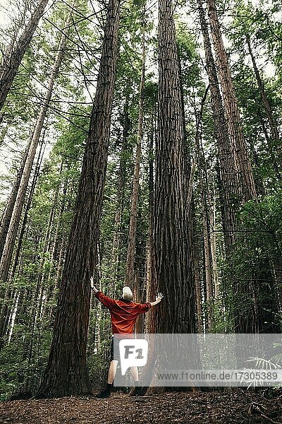 Mann steht zwischen zwei Bäumen  Redwoods Forest  Whakarewarewa  Nordinsel  Neuseeland  Ozeanien