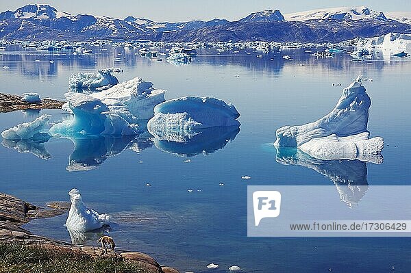 Eisberge spiegeln sich im Fjord  Tiniteqilaaq  Tasilaq  Grönland  Dänemark  Nordamerika