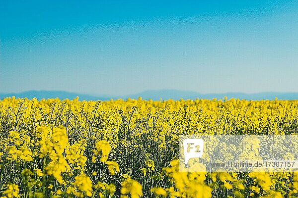 Feld der blühenden Raps Blumen mit blauem Himmel und Berge im Hintergrund  Polen  Europa