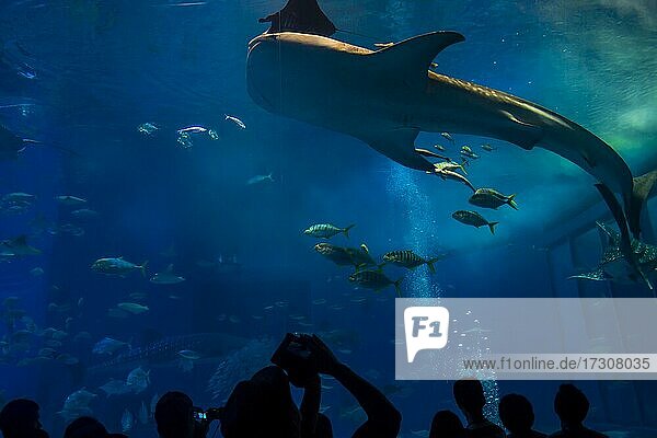 Whaleshark in the Churaumi Aquarium  Ocean Expo Park  Okinawa  Japan  Asia