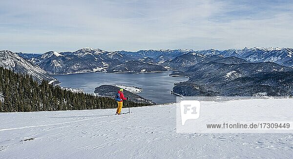 Junge Frau auf Skitour  Abfahrt vom Simetsberg  Blick auf den Walchensee  Estergebirge  Bayerische Voralpen  Bayern  Deutschland  Europa