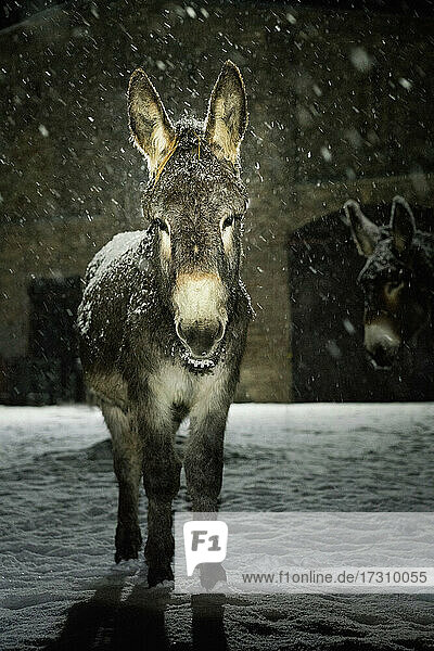 Portrait donkey in snow at night