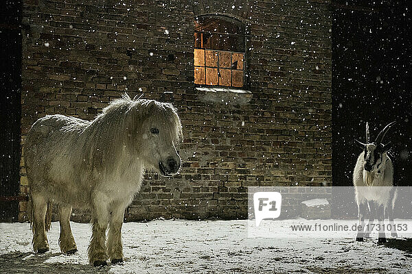 Pony und Ziege im Schnee außerhalb der Scheune in der Nacht