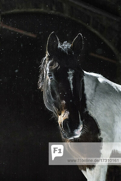 Porträt braun und weiß Pferd im Schnee in der Nacht