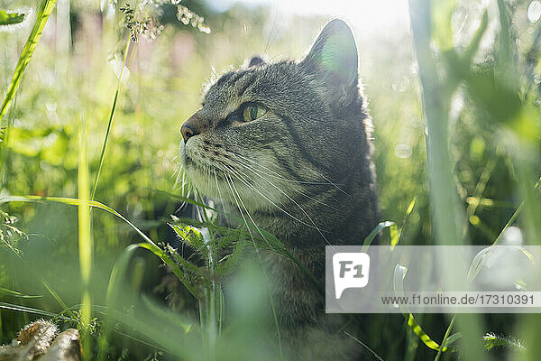 Close up neugierige Katze im hohen grünen Gras