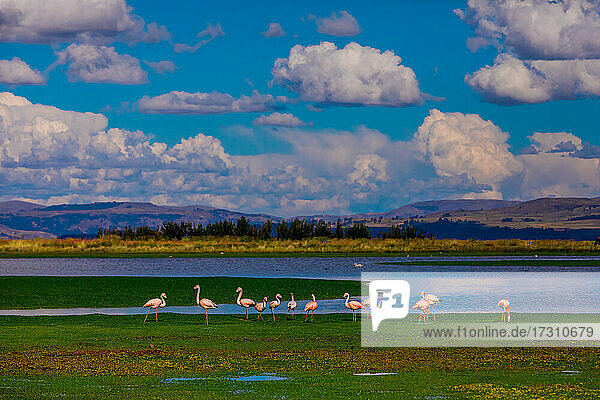 Flamingos beim Grasen am See  Ayacucho  Peru  Südamerika