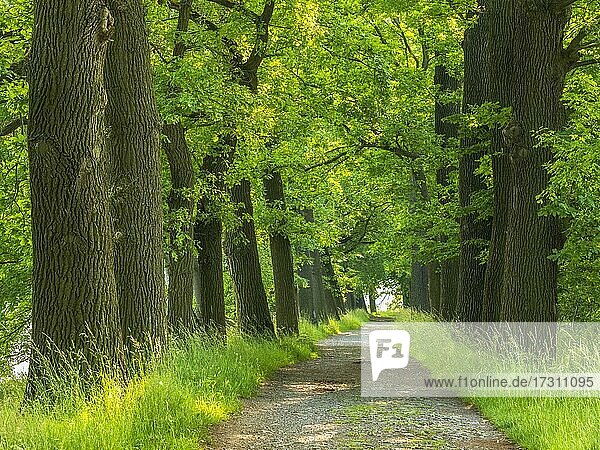 Oak avenue in the Plothen pond area  Thuringian Slate Mountains Upper Saale nature park Park  Saale-Orla district  Thuringia  Germany  Europe