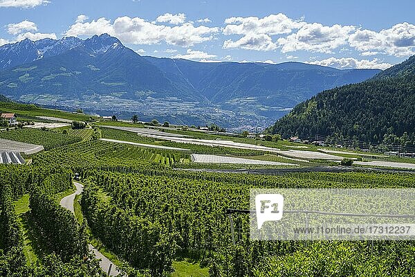 Fruit growing  plantations  Partschins  Vinschgau  South Tyrol  Italy  Europe