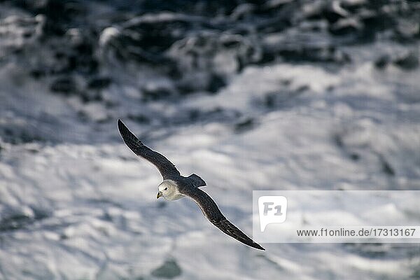 Eissturmvogel (Fulmarus glacialis) im Flug  Nordsee
