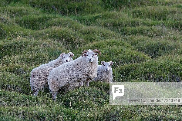 Domestic sheep (Ovis aries)  Skagafjörður  Northern Iceland  Iceland  Europe