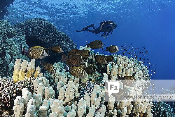 Diver observes shoal of sailfin Desjardin's sailfin tang (Zebrasoma desjardinii) on reef with various stony corals (Scleractinia) Red Sea  Fury Shoals  Egypt  Africa