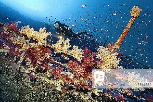 Diver with lamp looking at the railing of the shipwreck of the Aida  densely covered with Klunzinger's Soft Coral (Dendronephthya klunzingeri)  Red Sea  Brother Islands  Al Ikhwan  Egypt  Africa