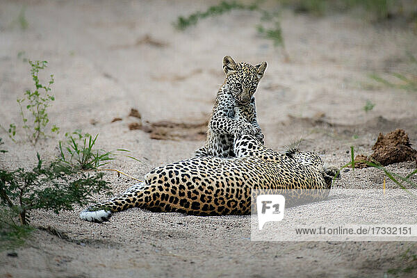 Eine Leopardin und ihr Junges,  Panthera pardus,  spielen zusammen im Sand